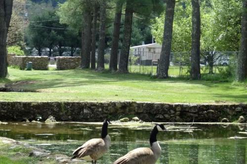 two geese swimming in a pond in a park at Rustic Cabin Rental with an Indoor Fireplace in Laurel Bloomery, Tennessee in Laurel Bloomery