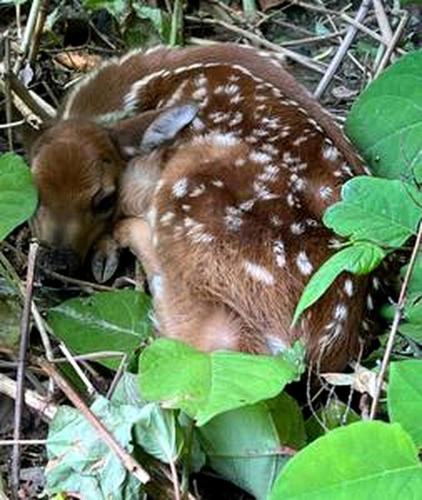a baby baby animal laying on the ground at Secluded Riverside Cabin for 8 in Belfast, NY with Rustic Amish-Built Retreat in Oramel
