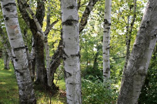 a group of white birch trees in a forest at Rustic Family Cabin Rental with a Fire Pit near Wisconsin Dells in Tomah