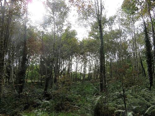 a wooded area with trees and grass and plants at Charming Cabin Rental for Two Guests by the River Shannon, Ireland in Effernan