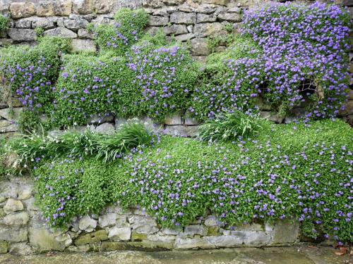 a bunch of purple flowers on a stone wall at 2 Bed in Ashford in the Water PK932 in Great Longstone