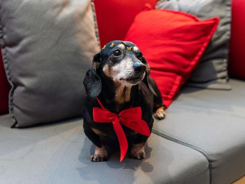 Mascotas con sus dueños en ibis Heidelberg Hauptbahnhof