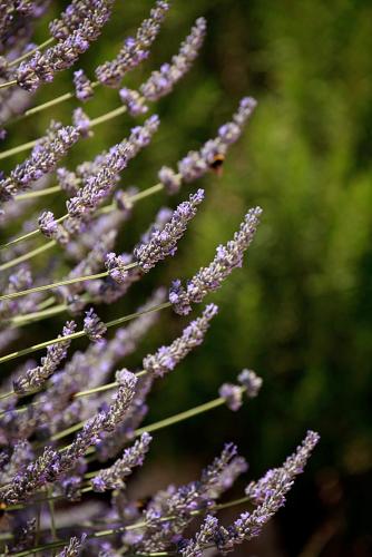 a bunch of purple lavender flowers in a field at melivaro villa in Tsoukaladhes