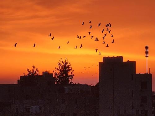 a flock of birds flying in the sky at sunset at 3BR Furnished Apartment for Rent - PART OF VILLA in Amman