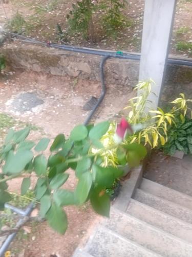 a plant with a red flower next to some stairs at Sudumal Cottage in Ella