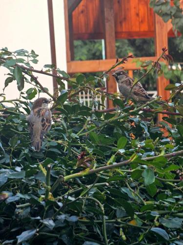 Άλλα ζώα σε αυτό το bed & breakfast ή στη γύρω περιοχή