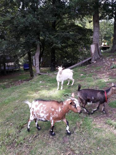 a group of three goats standing in a field at Maison dans un environnement boisé très calme in Morlaix