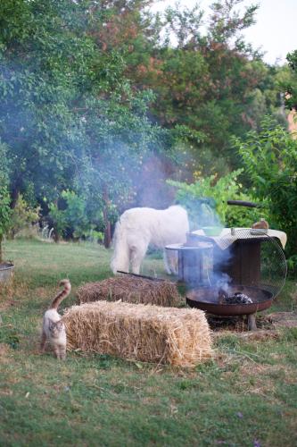 a cat standing next to a grill with a dog in the background at The SkyRoom - AUT vita sotto gli alberi in Calcata