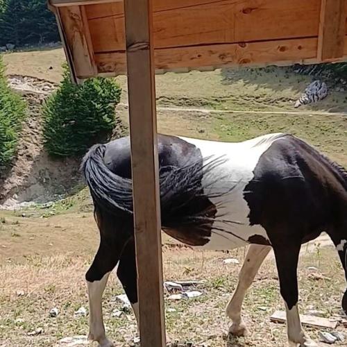 a statue of a horse tied to a pole at Dulović - KATUN POTOCI in Kolašin