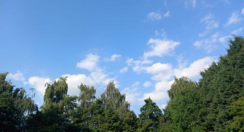 a group of trees against a blue sky with clouds at Le Grand Jardin in Dalhem