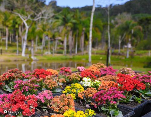 a bunch of colorful flowers in a park at Refugio Poço do Cânion in Barracão