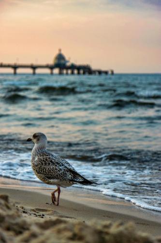 a bird standing on the beach near the ocean at Hotel Asgards Midgard in Zinnowitz
