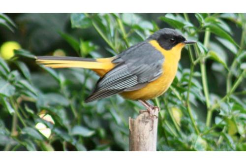 アパートメントの敷地内または近くにいる動物