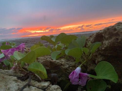 a plant with purple flowers on the beach at sunset at Antara del Mar in San Bernardo del Viento