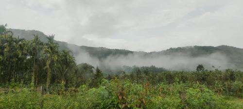 a forest of trees with fog in the distance at Nature Stay - Private Water Stream and a Pool in Aldūr