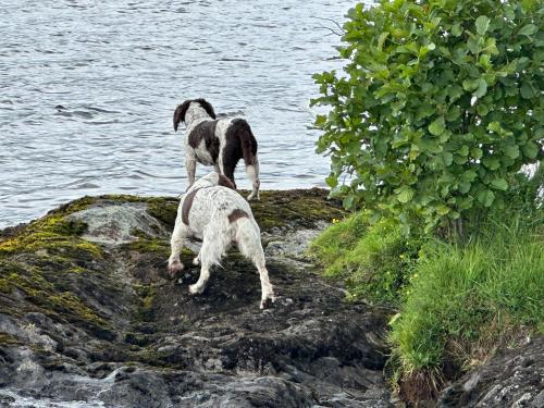 two dogs standing on a rock near the water at Ben Lomond Lodge in Rowardennan