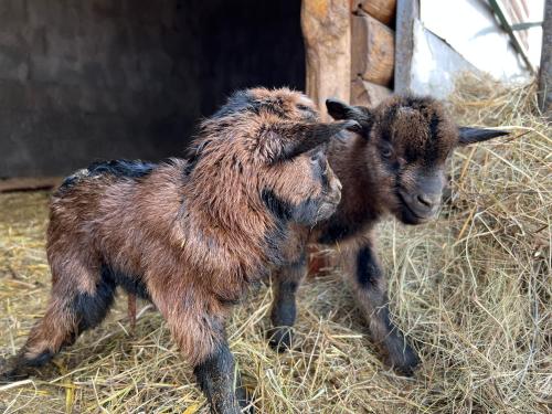two baby goats are standing in the hay at Eko farma Kladovo in Kladovo