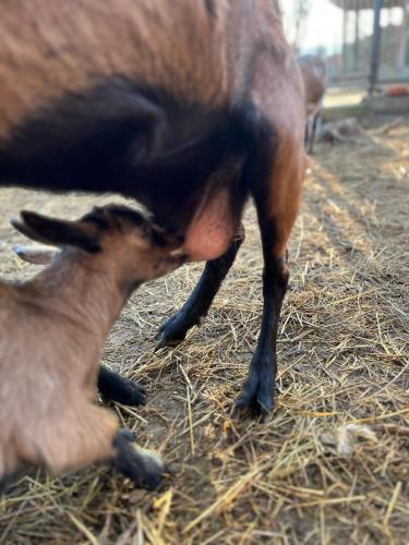 a baby goat is nursing from its mother at Eko farma Kladovo in Kladovo