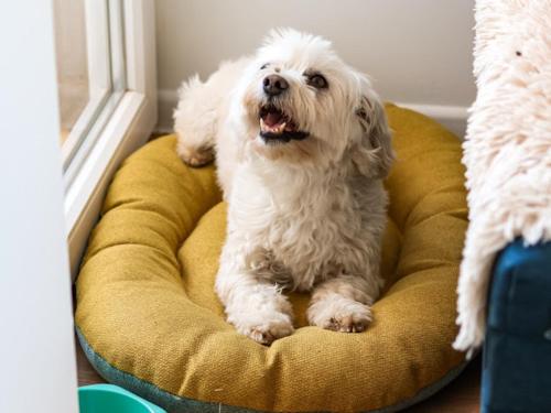 a white dog sitting in a dog bed at Goldy in Neum