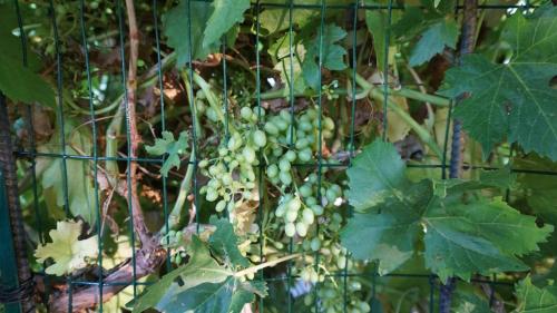a bunch of green grapes hanging from a plant at Over The River in Riverton