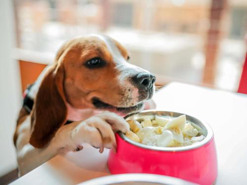 a dog is eating food out of a red bowl at Hotel ibis Lisboa Saldanha in Lisbon