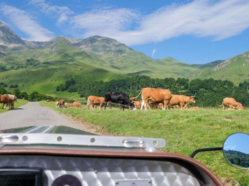 a herd of cows grazing on the side of a road at Mercure Saint-Lary in Saint-Lary-Soulan