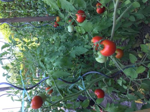 a bunch of tomatoes growing on a plant at ibis Strasbourg Sud La Vigie in Ostwald