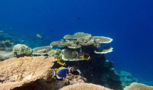 a group of fish on a coral reef at Equator Sandy Beach in Kondey