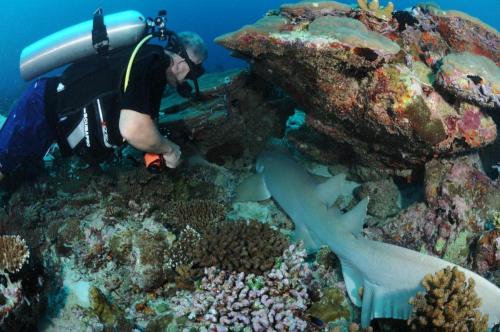 a man in the ocean looking at a coral reef at Equator Sandy Beach in Kondey