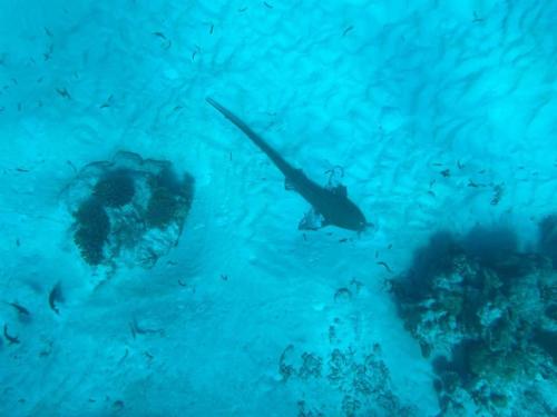 a diver and a fish in the water at Equator Sandy Beach in Kondey