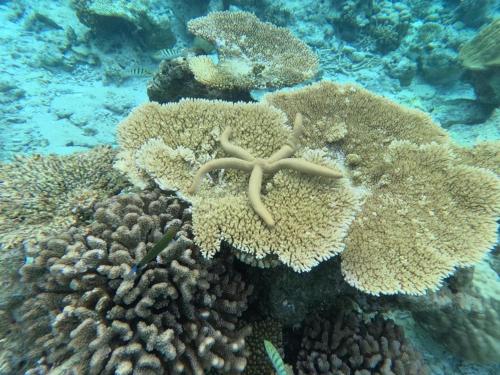 a close up of a coral reef in the ocean at Equator Sandy Beach in Kondey