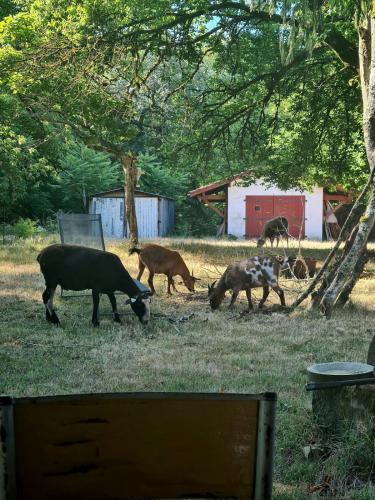 a group of animals grazing in a field at L'écrin du Temps in Brocas