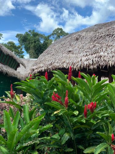 Giardino di Heliconia Amazon River Lodge