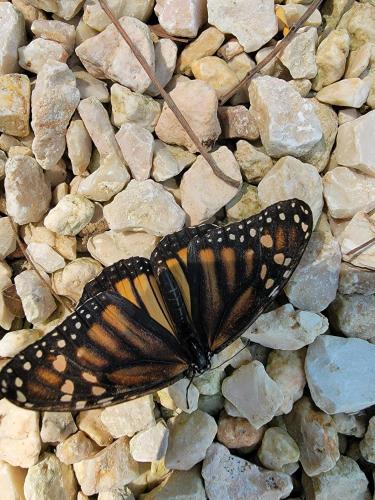 a butterfly sitting on a pile of rocks at Venus Hotel in San Ignacio
