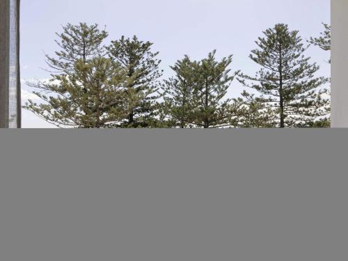 a group of pine trees seen through a window at Manly Pacific Sydney MGallery Collection in Sydney