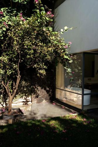 a tree in front of a building with a window at Hotel Boutique Casa Fernanda in Tepoztlán
