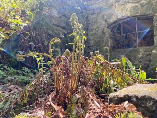 a plant is growing in front of a building at Wanderer Paradies in Pirna