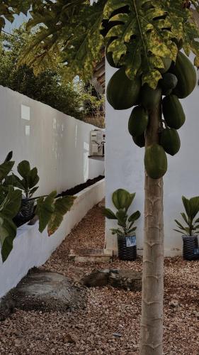 Κήπος έξω από το Cocohut Zanzibar - Kendwa & Nungwi