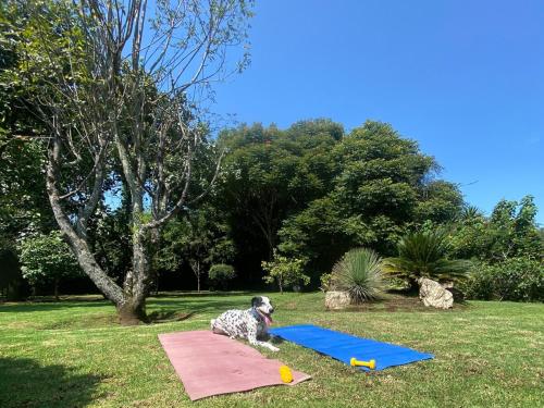 a dog sitting on a yoga mat in the grass at Casa San Pablo in Valle de Bravo