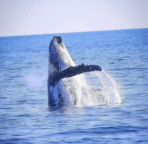 a blue whale jumping out of the water at Sunset Shores Escape in Point Vernon