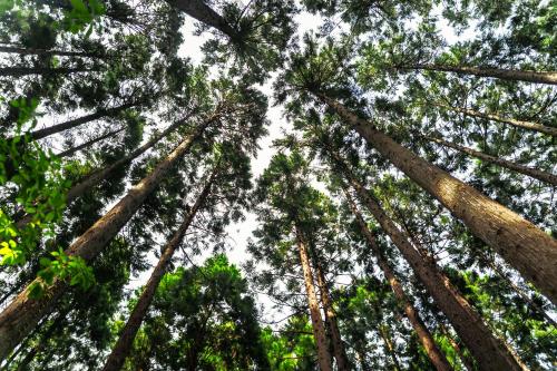 a group of tall trees looking up into the sky at Oyado Hisaya in Kami