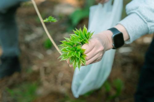 a person holding a green plant in a bag at Oyado Hisaya in Kami