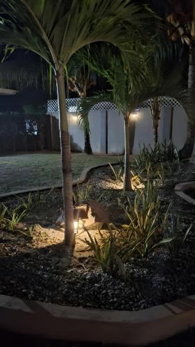 a group of palm trees on a beach at night at Trwa Koko Self-catering in Grand'Anse Praslin