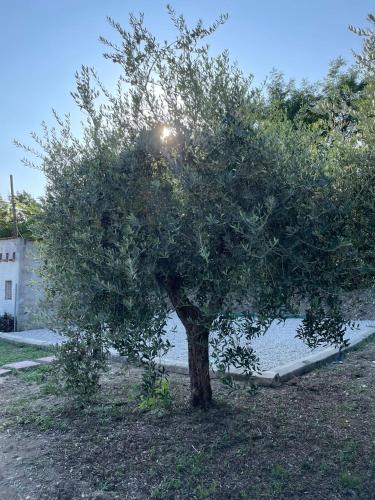 a tree in the middle of a yard at L'Uliveto X by Tiny Away in Castilenti