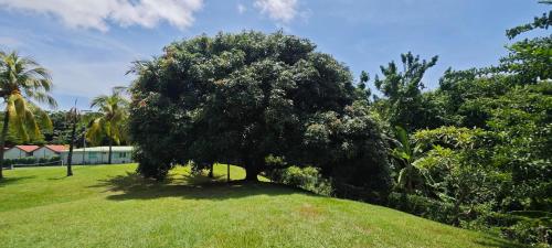 a tree in the middle of a green field at Appartement Madinina 6 personnes vue sur mer dans village vacances in Sainte-Luce