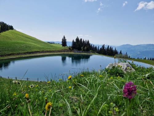 a pond on the side of a hill with flowers at Apartment MOUNTAIN BLOOM Golte in Mozirje