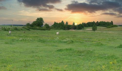 a group of animals grazing in a field at Foistovic Ranč in Staré Sedlo