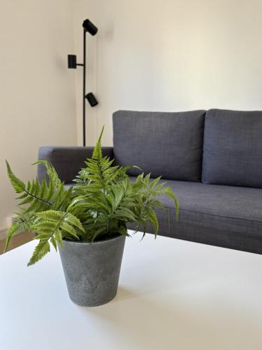 a potted plant on a table in front of a couch at Frost Longstay Lakeside in Kiruna