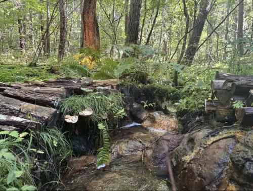 un arroyo en un bosque con árboles y plantas en Rivertone North Karuizawa, en Tsumagoi