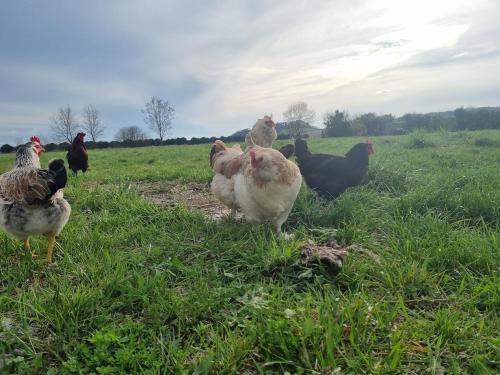 a group of chickens standing in a field at Le Petit Verger Gîte in Bonnes